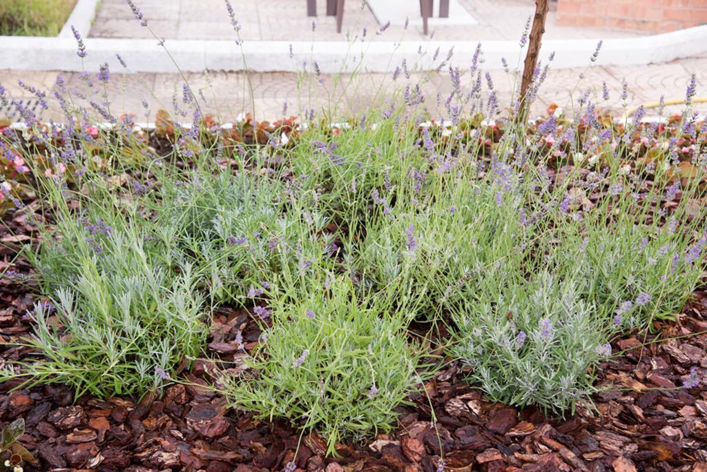 Bed and Breakfast Garden On The Sea Vico Equense Exterior foto